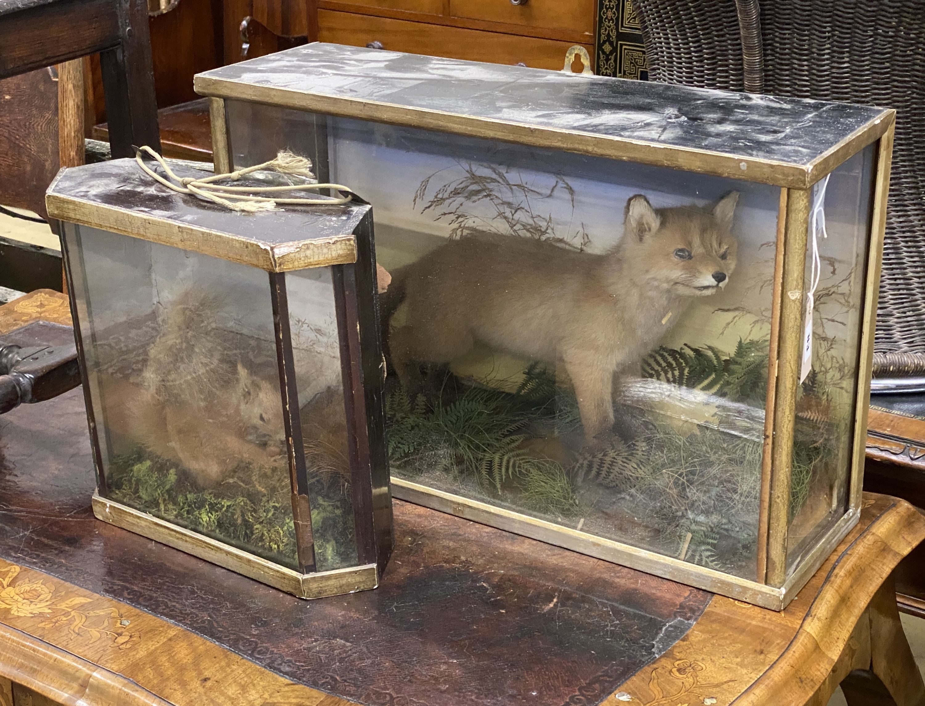An early 20th century taxidermy fox cub and a red squirrel, larger 61cm x 39cm